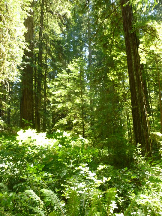 P1160224.JPG - Redwood forest 