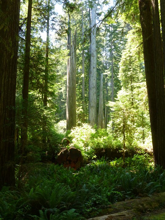 P1160225.JPG - Redwood forest