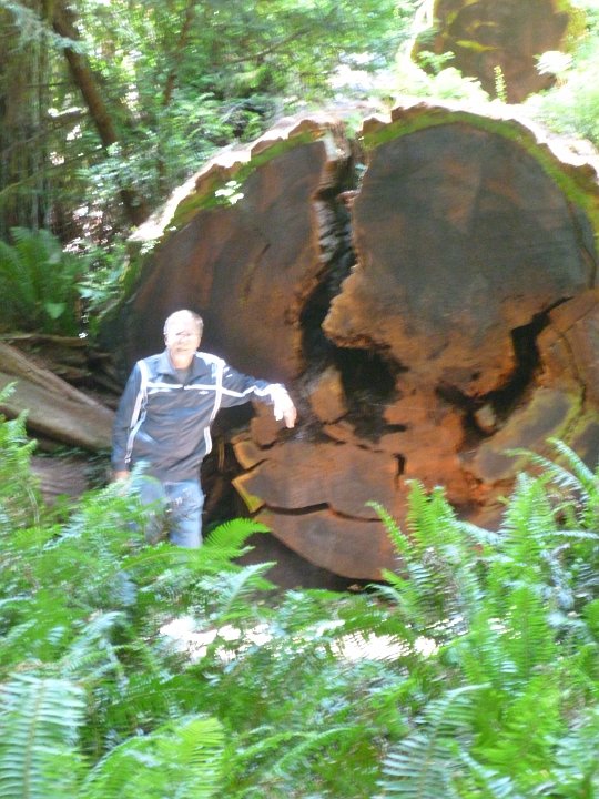P1160227.JPG - Really big redwood