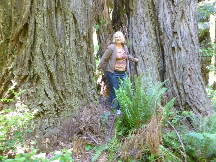 P1160239.JPG - Really, really big redwoods !