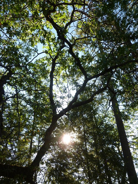 P1160621.JPG - Sunshine coming through an oak tree