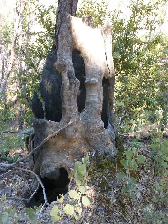 P1160632.JPG - Burned out tree stump